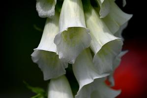 2025-06138944 Tower Hill Botanic Garden, MA